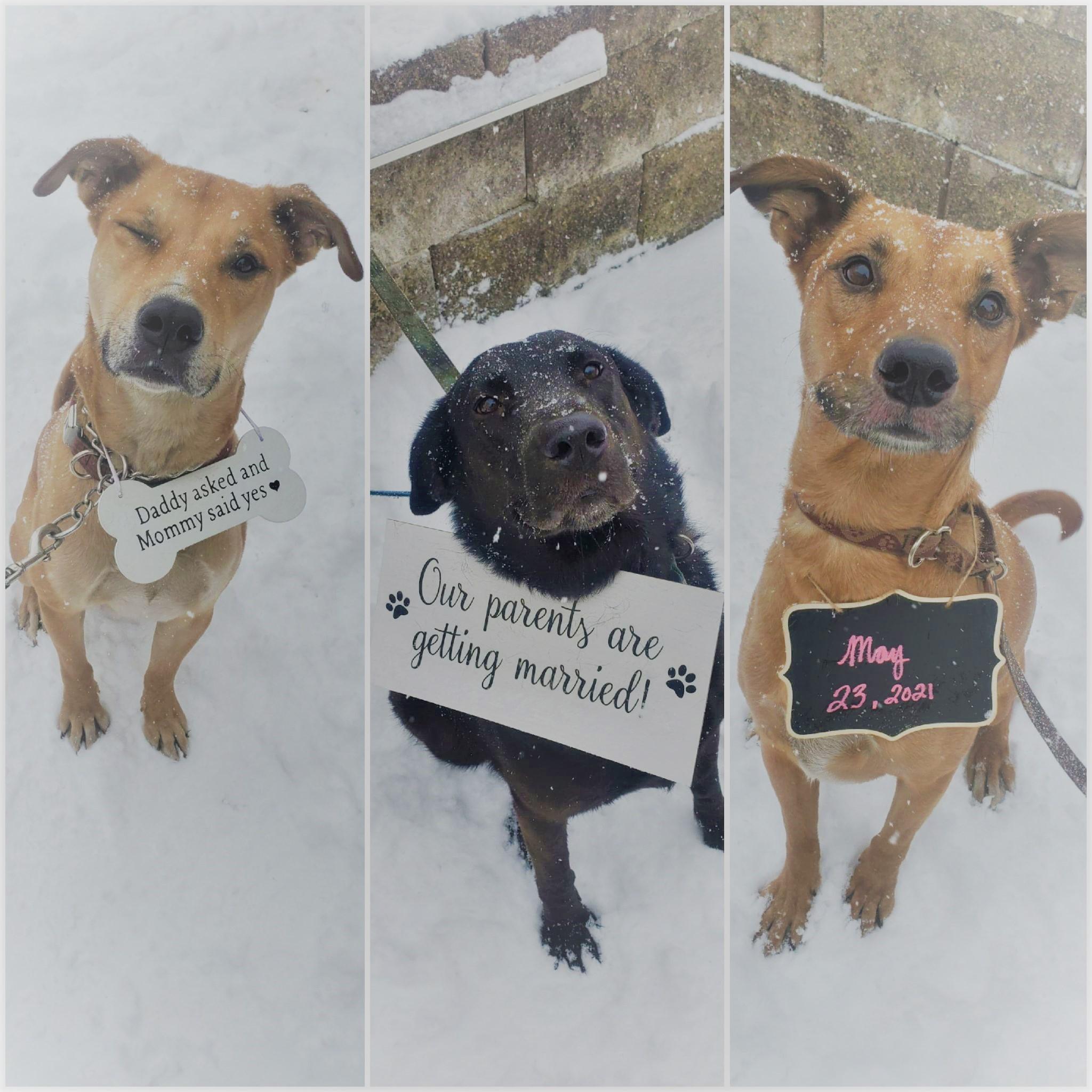 Our Fur-kids!