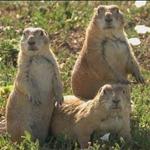 Prairie Dog Town