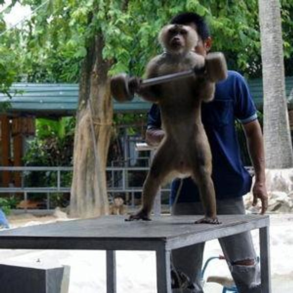 Playing with the monkeys in Thailand