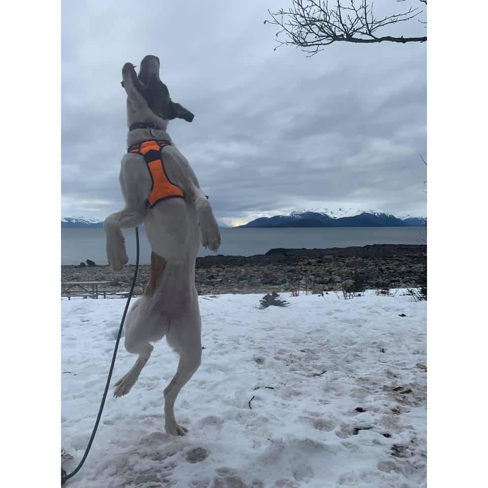 Greta getting some air on a camping trip