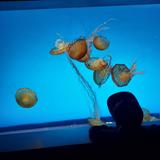 St. Louis Aquarium at Union Station