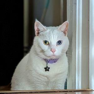 For the Kitties