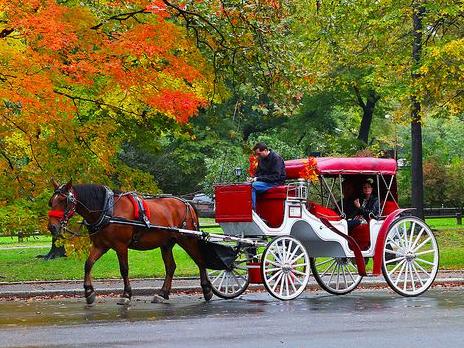 Romantic Carriage Ride through Central Park