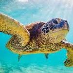 Turtle Town