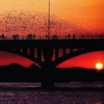 Austin Bat Tours