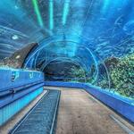 Georgia Aquarium