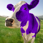 Purple Cow House of Pancakes