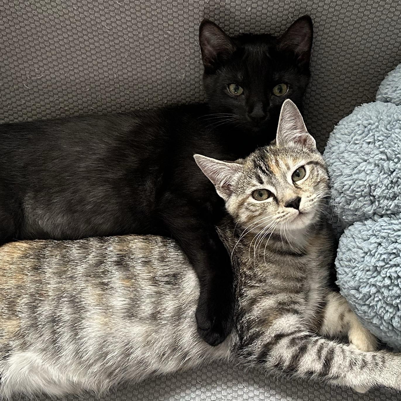 Our Cats