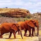 Tsavo National Park