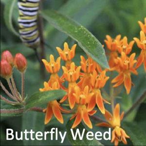 Butterfly Weed (Asclepias tuberosa)