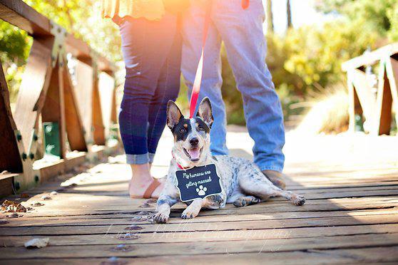 The Wedding Website of Olyvia Phillips and Christopher Ellis