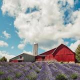 Lavender Hill Farm