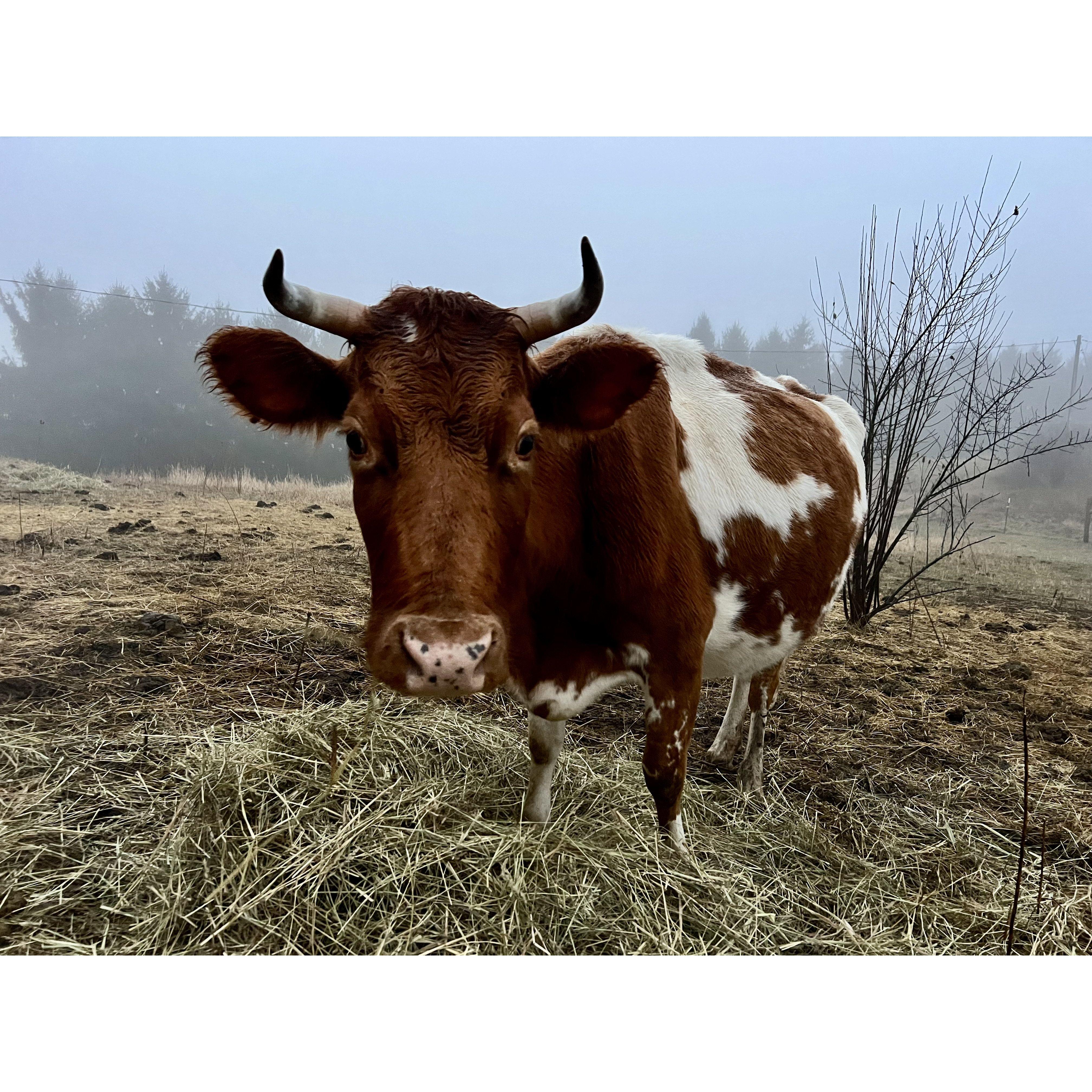 Our dairy cow, Noodle.