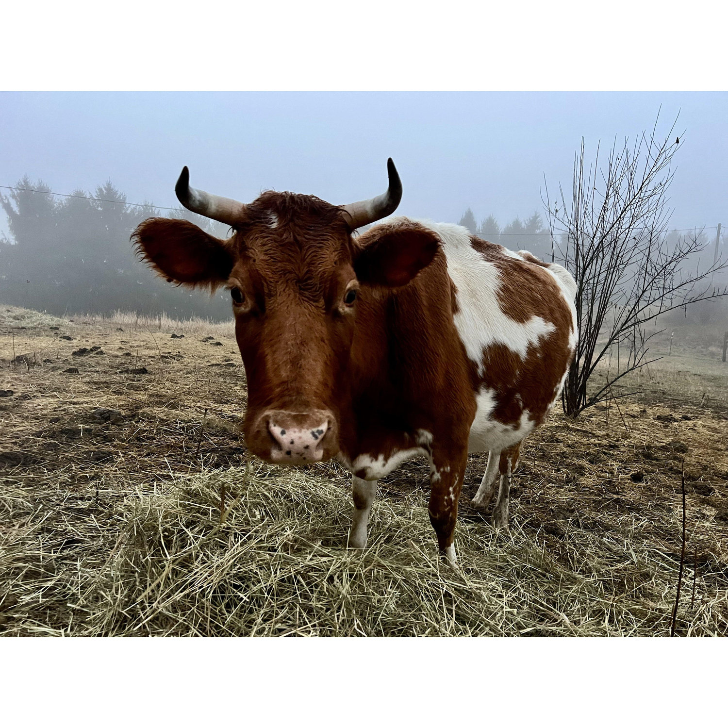Our dairy cow, Noodle.