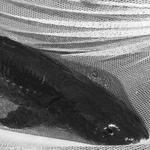 Bonneville Fish Hatchery