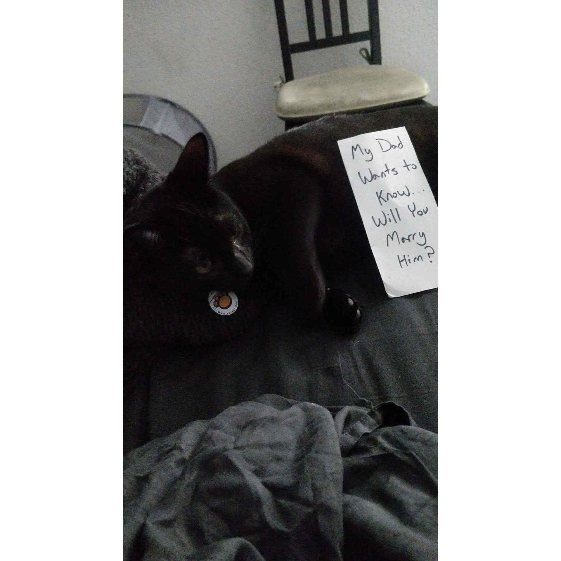 Nubis, the carrier of proposals