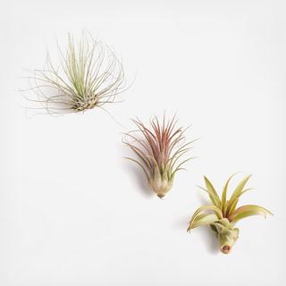 3-Piece Unique Air Plant Collection