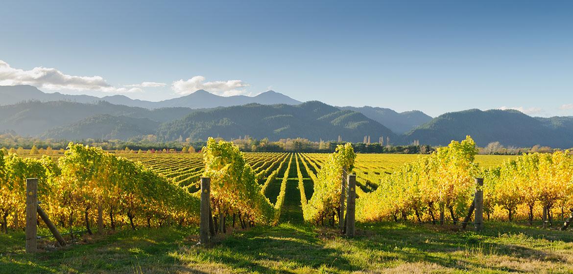 The Wedding Website of Lupita Martinez and Chava Rosas