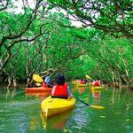 Mangrove Kayaking & Paddle Boarding