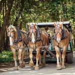 Horses & Carriages