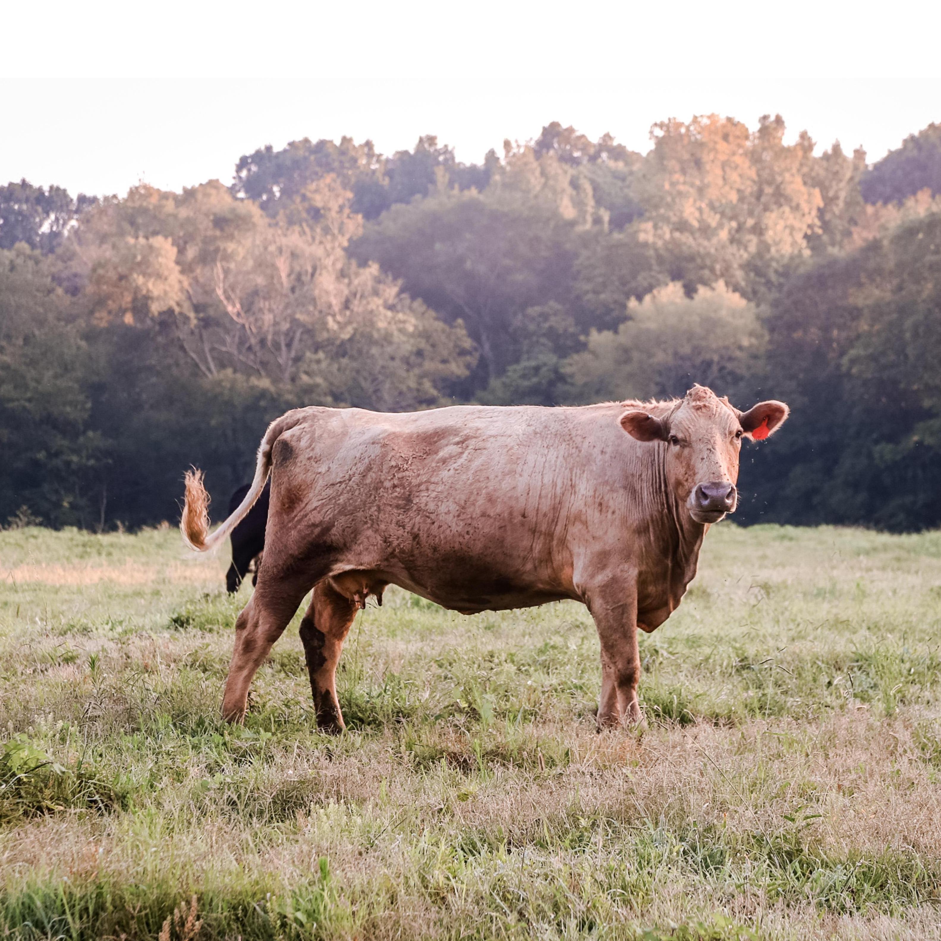 seriously GORGEOUS cows, Summer 2019