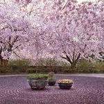 Chanticleer, a pleasure garden