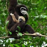 The Gibbon Rehabilitation Project