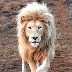 San Diego Zoo Safari Park