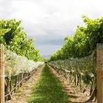 Wineries & Breweries