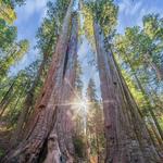 Calaveras Big Trees State Park
