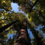 Estivant Pines Wilderness Nature Sanctuary
