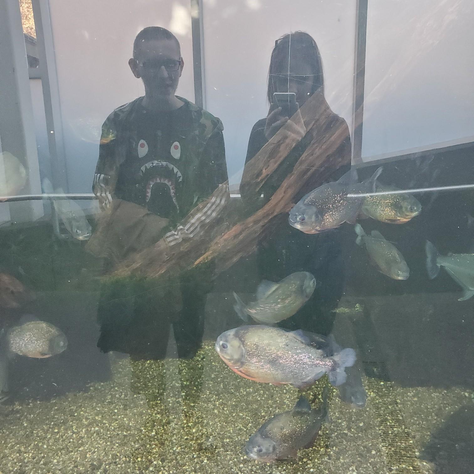Ghost in the aquarium mirror. November 2019
