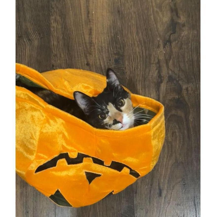 Waffles celebrating her dad's favorite holiday