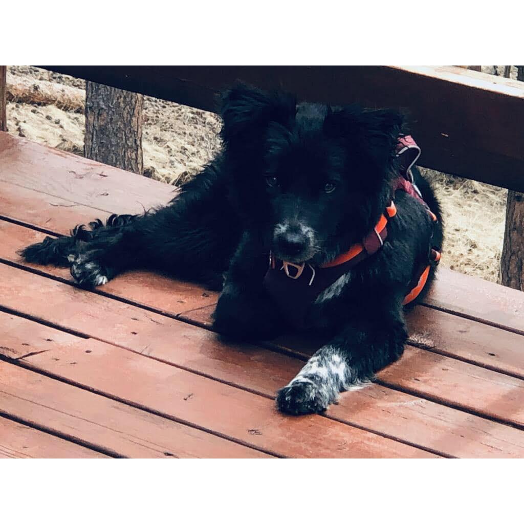 Oliver the Dog