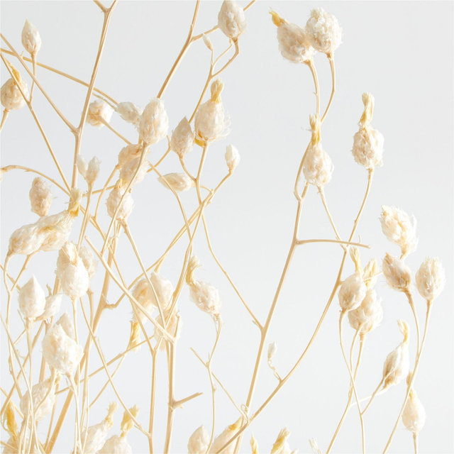 Bleached Dried Delphinium