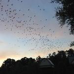 UF Bat Houses
