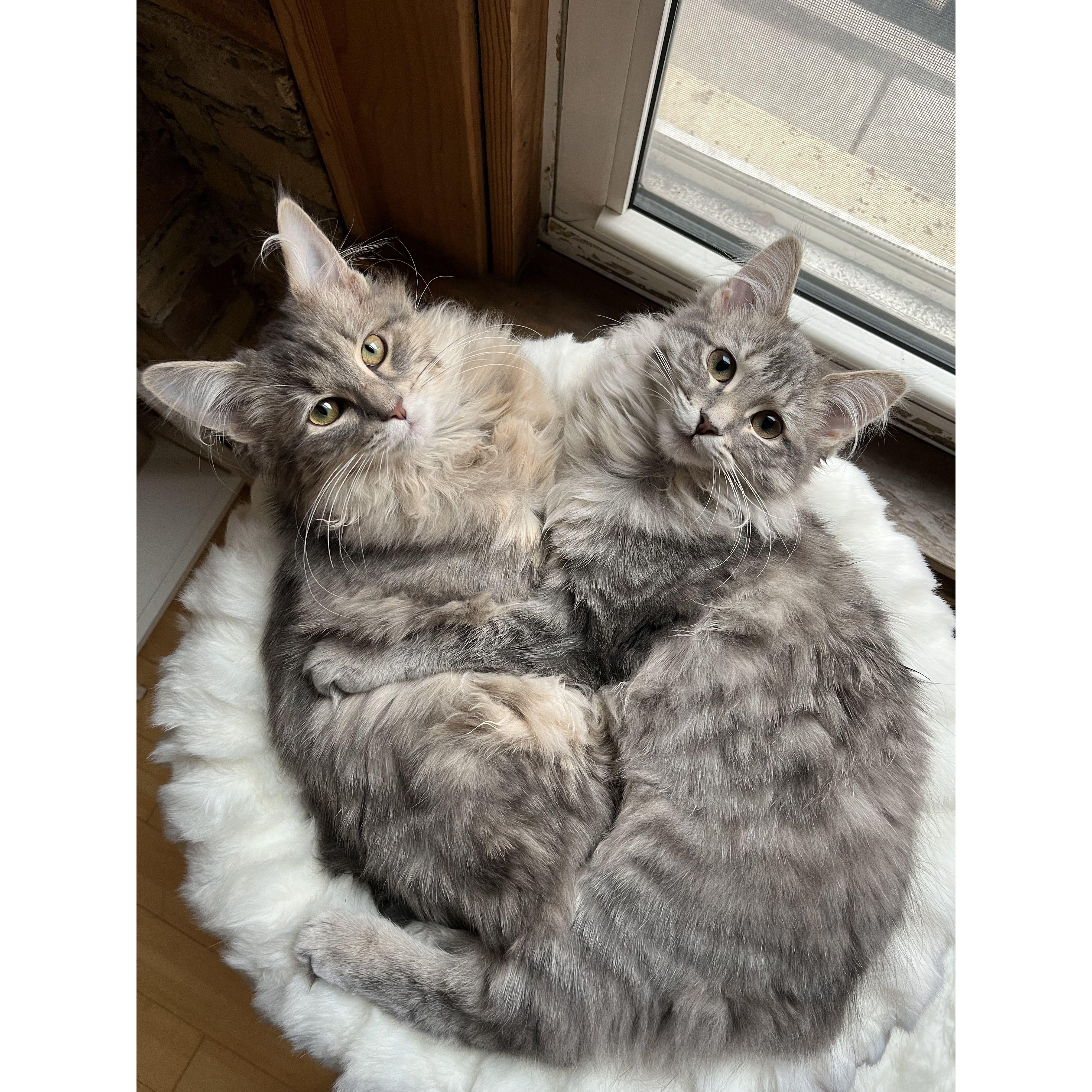 Expanding the household by two! Cosette & Esme :)
