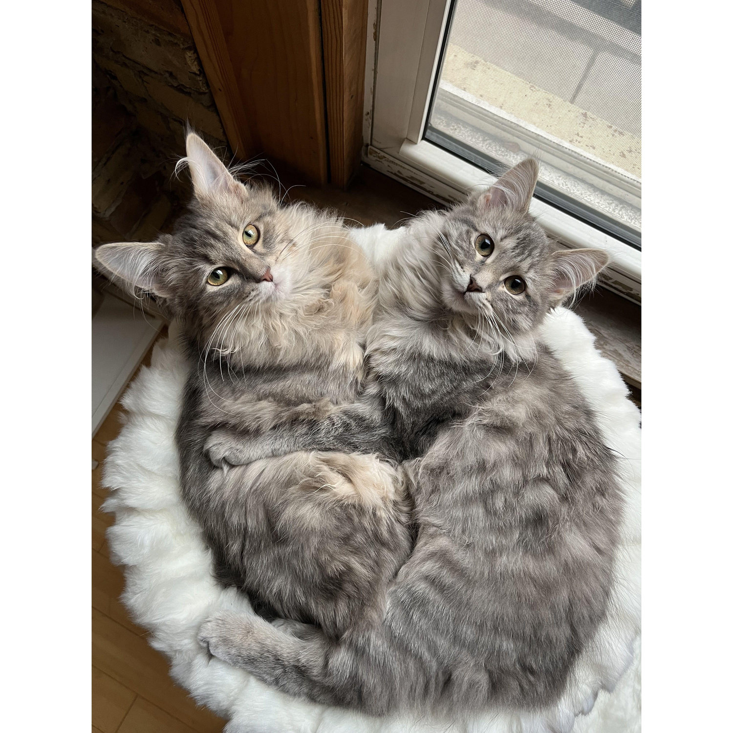 Expanding the household by two! Cosette & Esme :)