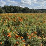 Arnosky Family Farm & Market