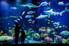Wonders Of Wildlife National Museum & Aquarium