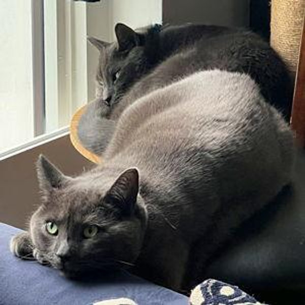 the purr-fect life fund