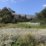 Santa Barbara Botanic Garden