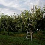 Fishkill Farms  (apple picking)