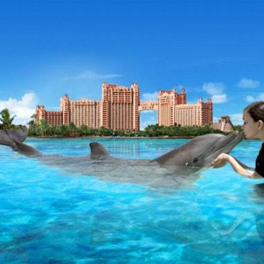 Swimming with dolphins