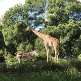 Honolulu Zoo