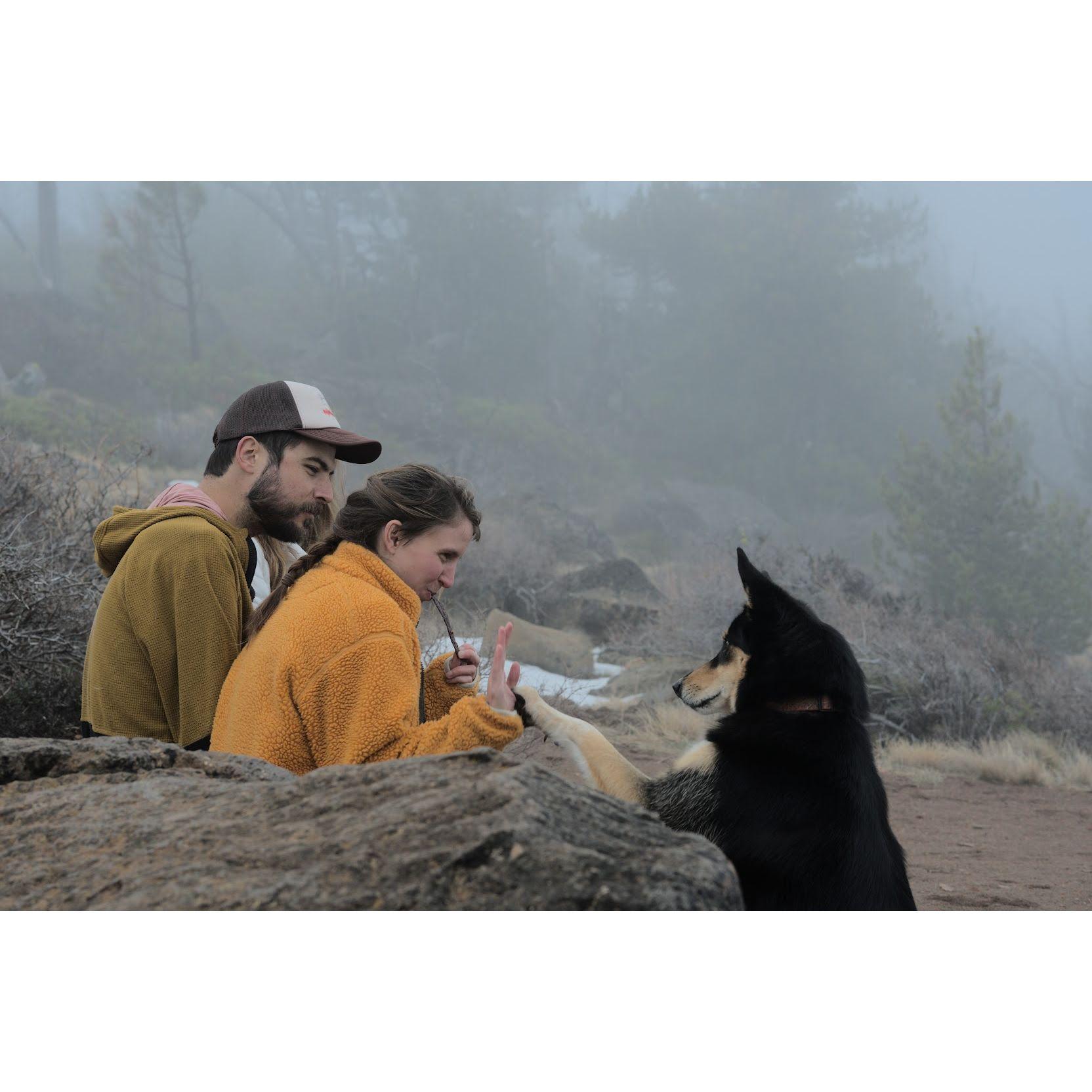 Rebel requesting some elk jerky in the fog on top of Central Oregon's Black Butte