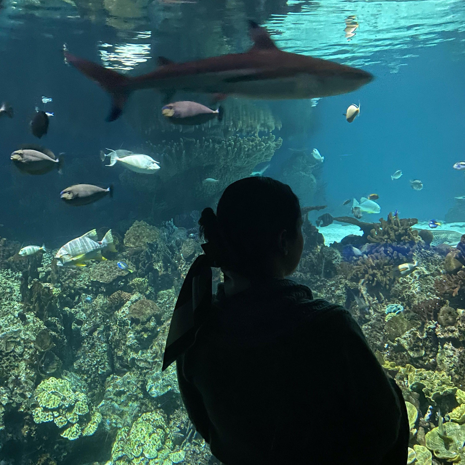 One of our first dates was at the Baltimore Aquarium!