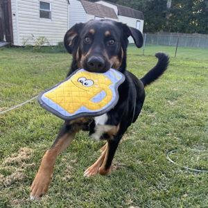 Guinness' Toy Fund