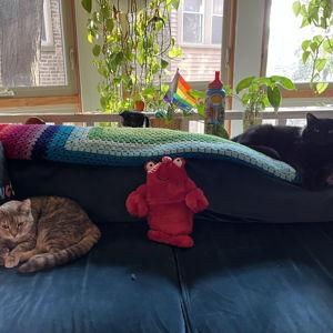 Honey moon pet care for the Rock-Villanyi pets