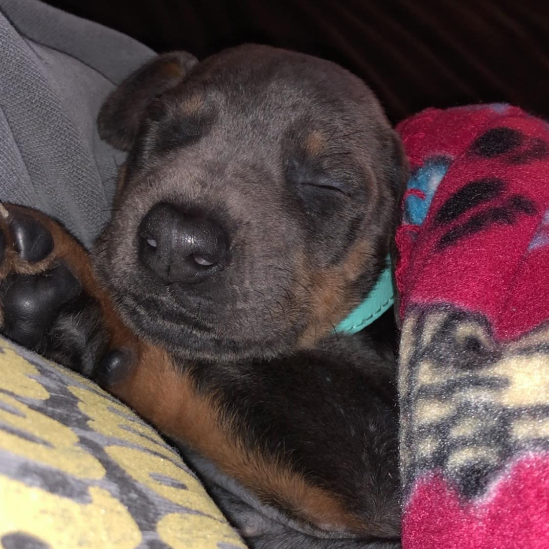 The day we brought Arie home - February 7, 2019!